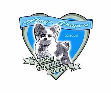 Thumbnail image for Amy's Purpose: Pet Love and Rock & Roll.