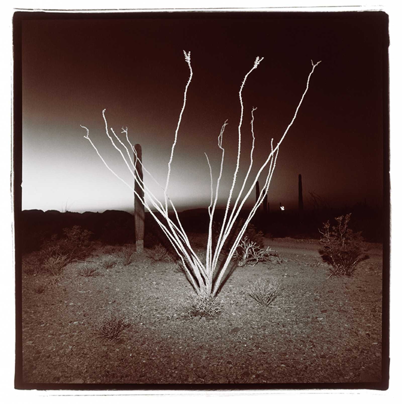 Artwork of the Week 29 | Palm Springs Art Museum
